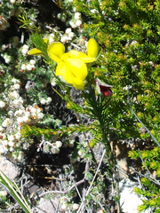 Aspalathus pinea caudata