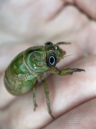 Superb Dog-day Cicada photo 4