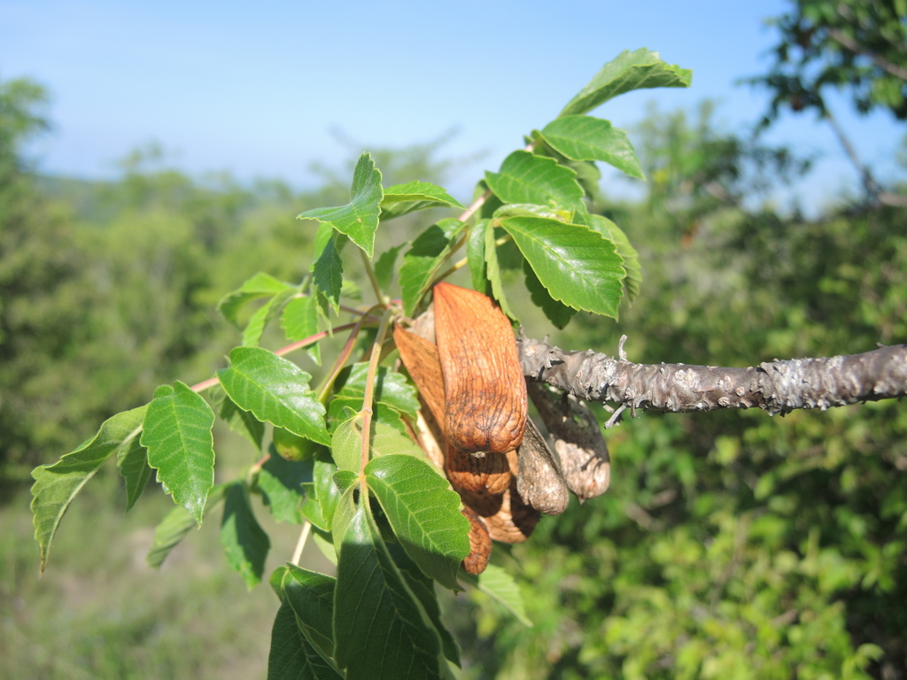 Amphipterygium
