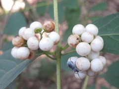 Callicarpa dichotoma