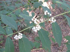 Callicarpa dichotoma