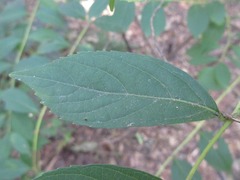 Callicarpa dichotoma