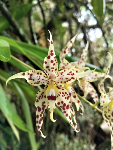 Oncidium gloriosum