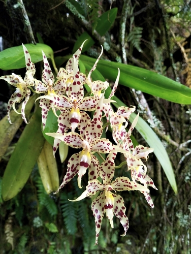 Oncidium gloriosum, photograph 2