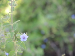 Jacquemontia evolvuloides