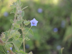 Jacquemontia evolvuloides