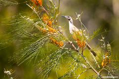 Philemon argenticeps