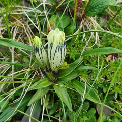 Gentiana frigida, photograph author not stated, no rights reserved