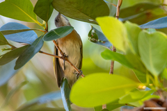 Conopophila albogularis