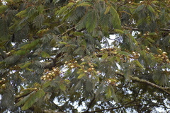 Pseudosamanea carbonaria