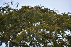 Pseudosamanea carbonaria