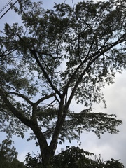 Pseudosamanea carbonaria