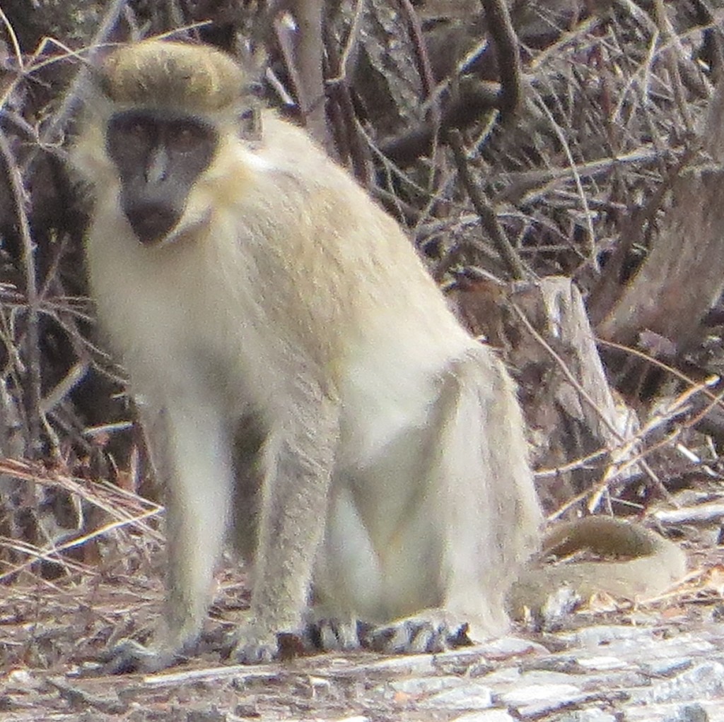 Green Monkey
