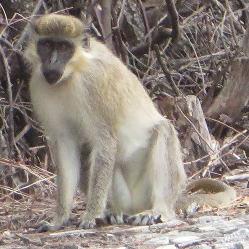 Green Monkey