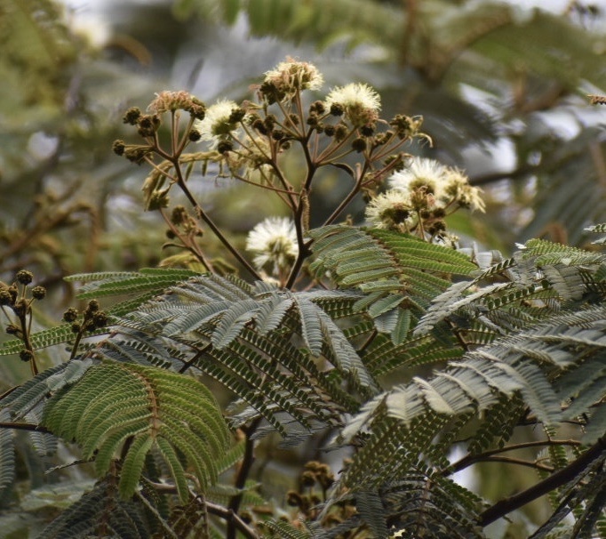 Pseudosamanea