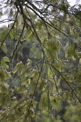 Pseudosamanea carbonaria