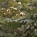 Albizia carbonaria - Photo 由 Juan Manuel de Roux 所上傳的 (c) Juan Manuel de Roux，保留部份權利CC BY-NC
