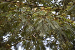 Pseudosamanea carbonaria