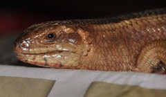 Egernia rugosa