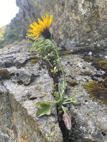 Hanbury's hawkweed (Hieracium hanburyi)