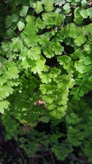 Adiantum aethiopicum