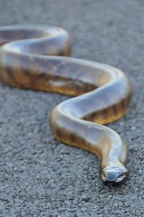 Aspidites melanocephalus