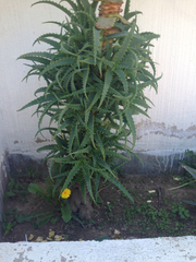 Aloe