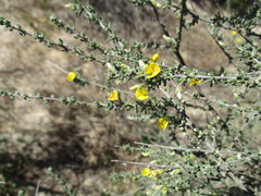 Aspalathus spinescens lepida