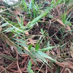 Flagellaria indica
