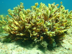 Osmundaria