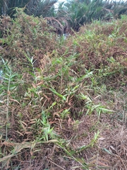Flagellaria indica
