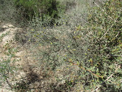 Aspalathus spinescens lepida