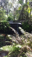 Adiantum aethiopicum