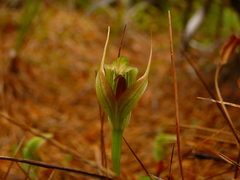 Pterostylis venosa