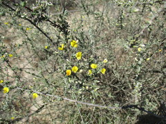 Aspalathus spinescens lepida