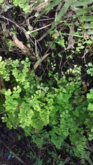 Adiantum aethiopicum