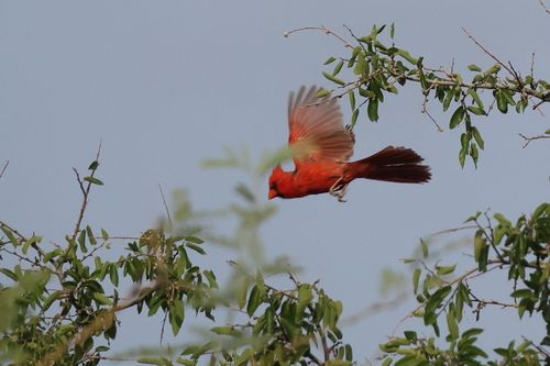 Northern Cardinal photographed in Arizona