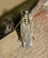 Melitara subumbrella