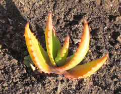 Aloe ferox