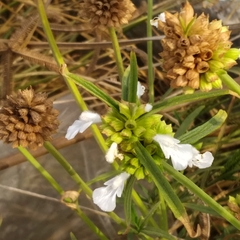 Leucas lavandulifolia