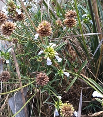 Leucas lavandulifolia