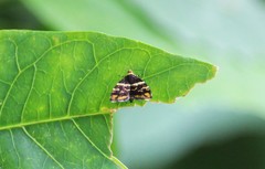 Choreutis argoxantha