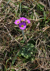Primula scotica