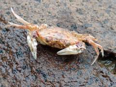 Nectocarcinus antarcticus