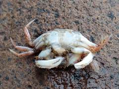 Nectocarcinus antarcticus