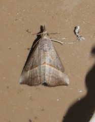 Hypena degesalis