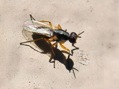 Anaphalantus longicornis