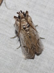 Melitara subumbrella