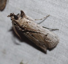 Melitara subumbrella