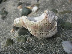 Ranella australasia